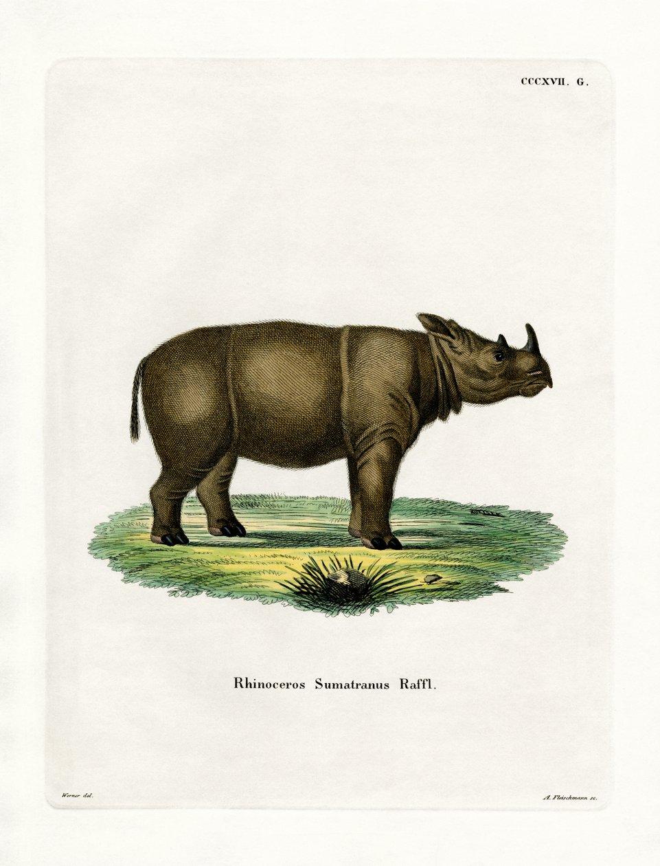 Sumatran Rhinoceros (värillinen kaiverrus) tekijältä German School