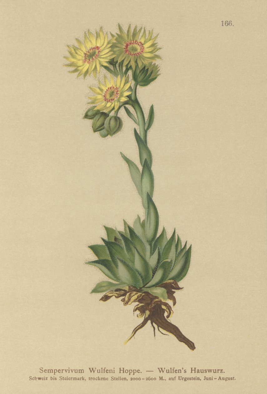 Aurinko Houseleek (Sempervivum Wulfenii) (Sempervivum Wulfenii) tekijältä German School