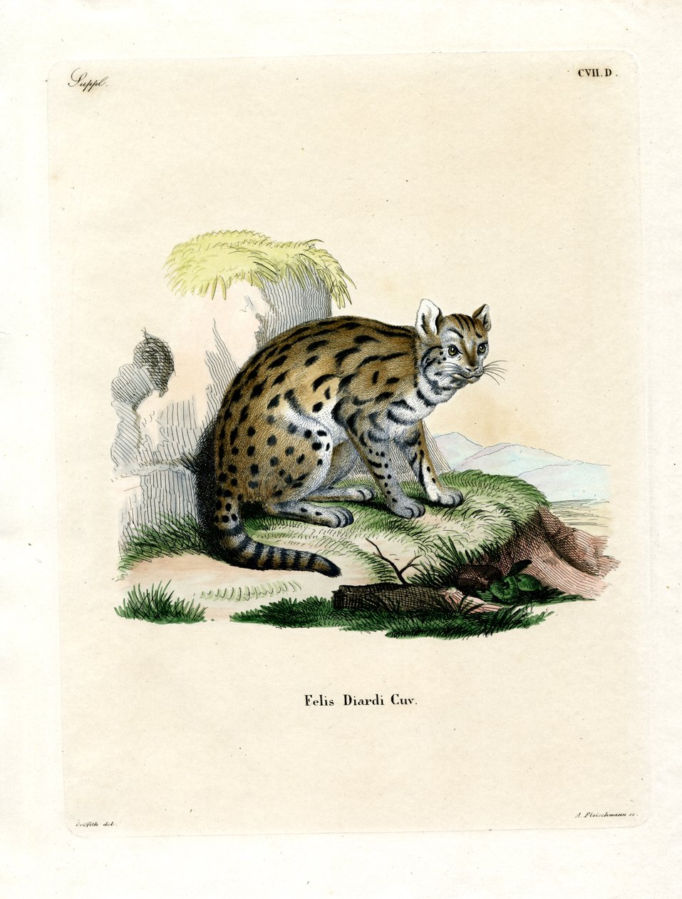 Sunda Clouded Leopard (värillinen kaiverrus) tekijältä German School