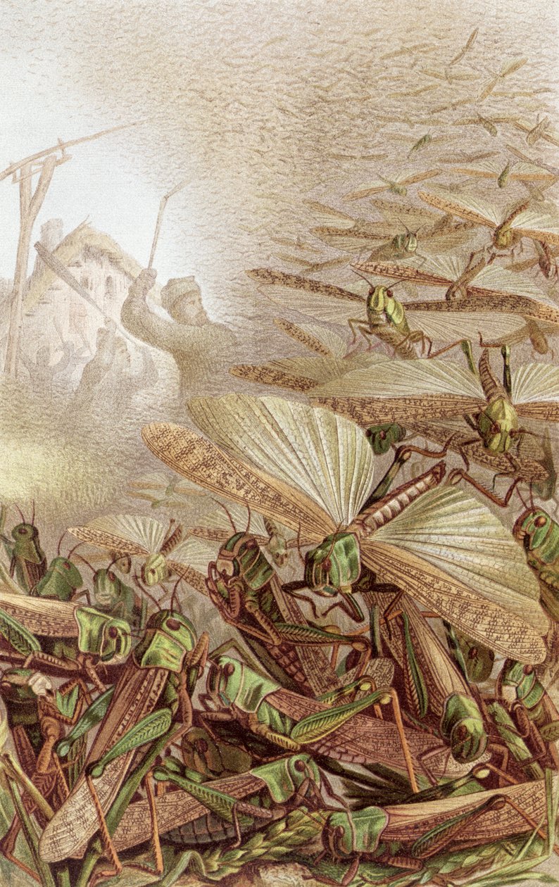 Swarm of Migratory Locusts, levy Brehms Tierlebenistä: Allgemeine Kunde des Tierreichs, vol.9, s.592, julkaissut Bibliographic Institute, 1892 tekijältä German School