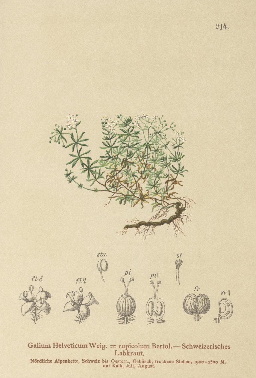 Sveitsin Bedstraw (Swiss Galium, Galium rupicolum, Galium megalospermum) tekijältä German School
