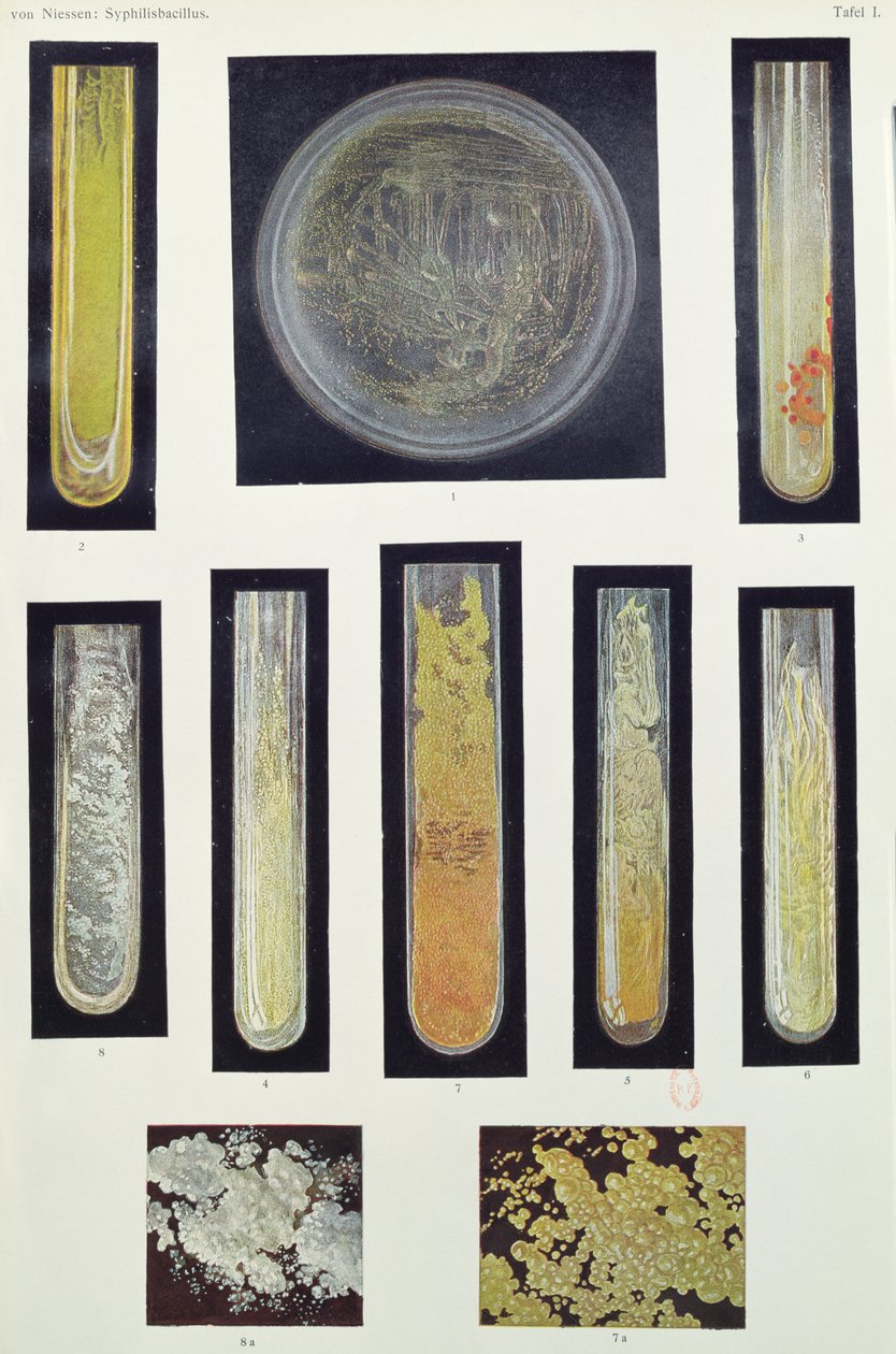 Syphilis Bacillus, Max von Niessenin kirjasta Leipzig, 1908 tekijältä German School