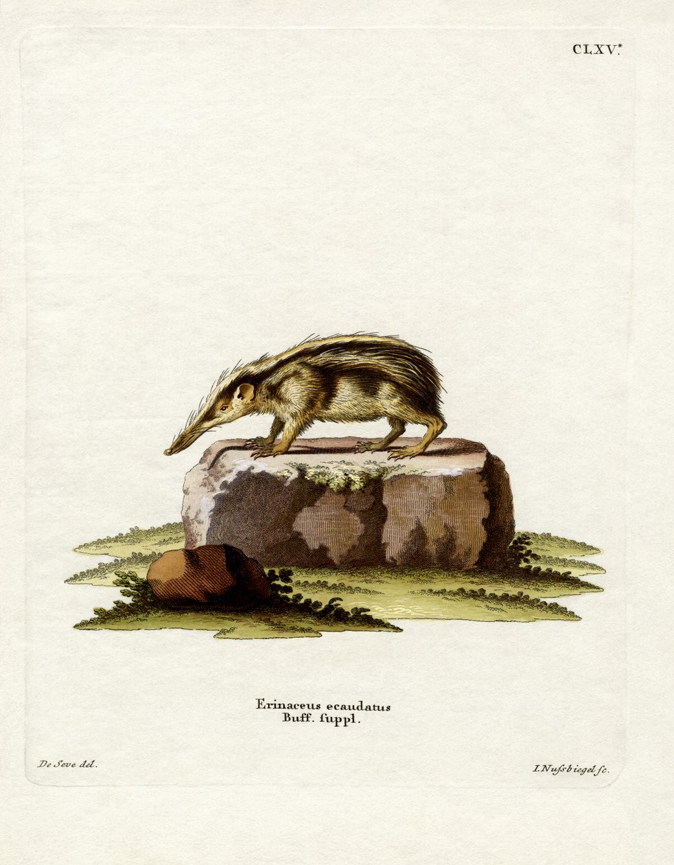 Tailleless Tenrec (värillinen kaiverrus) tekijältä German School