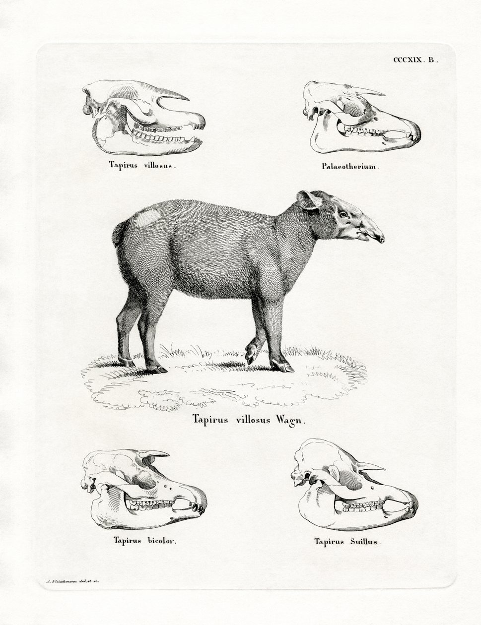 Tapir Skulls (värillinen kaiverrus) tekijältä German School
