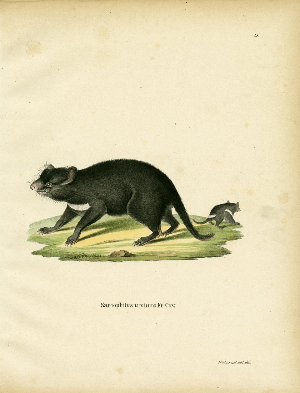 Tasmanian Devil (värillinen kaiverrus) tekijältä German School