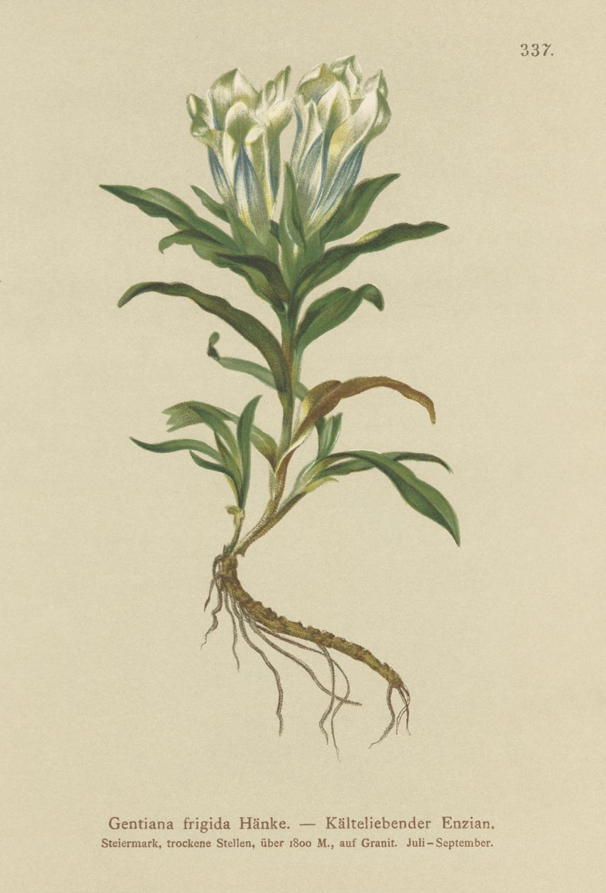 Tauern Gentian (Gentiana frigidum) tekijältä German School