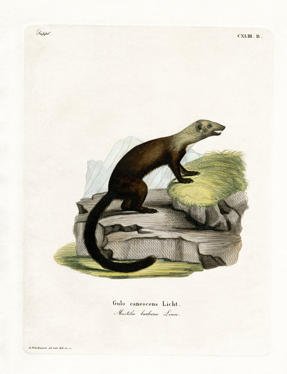 Tayra (värillinen kaiverrus) tekijältä German School