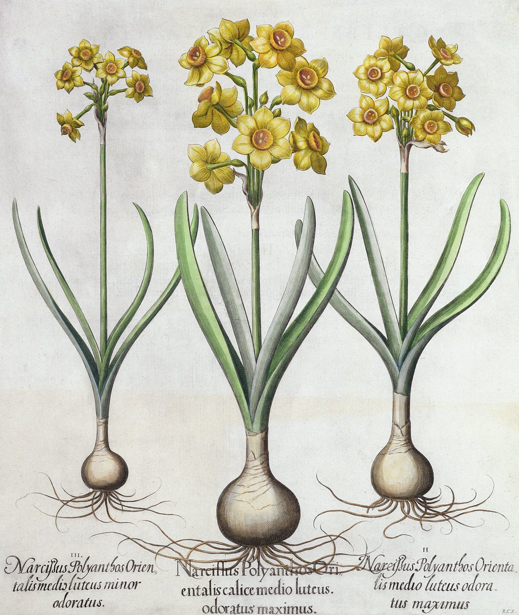 Tazetta Narcissi, Basil Beslerin (1561-1629) Hortus Eystettensisistä, pub. 1613 (käsinvärinen kaiverrus) tekijältä German School