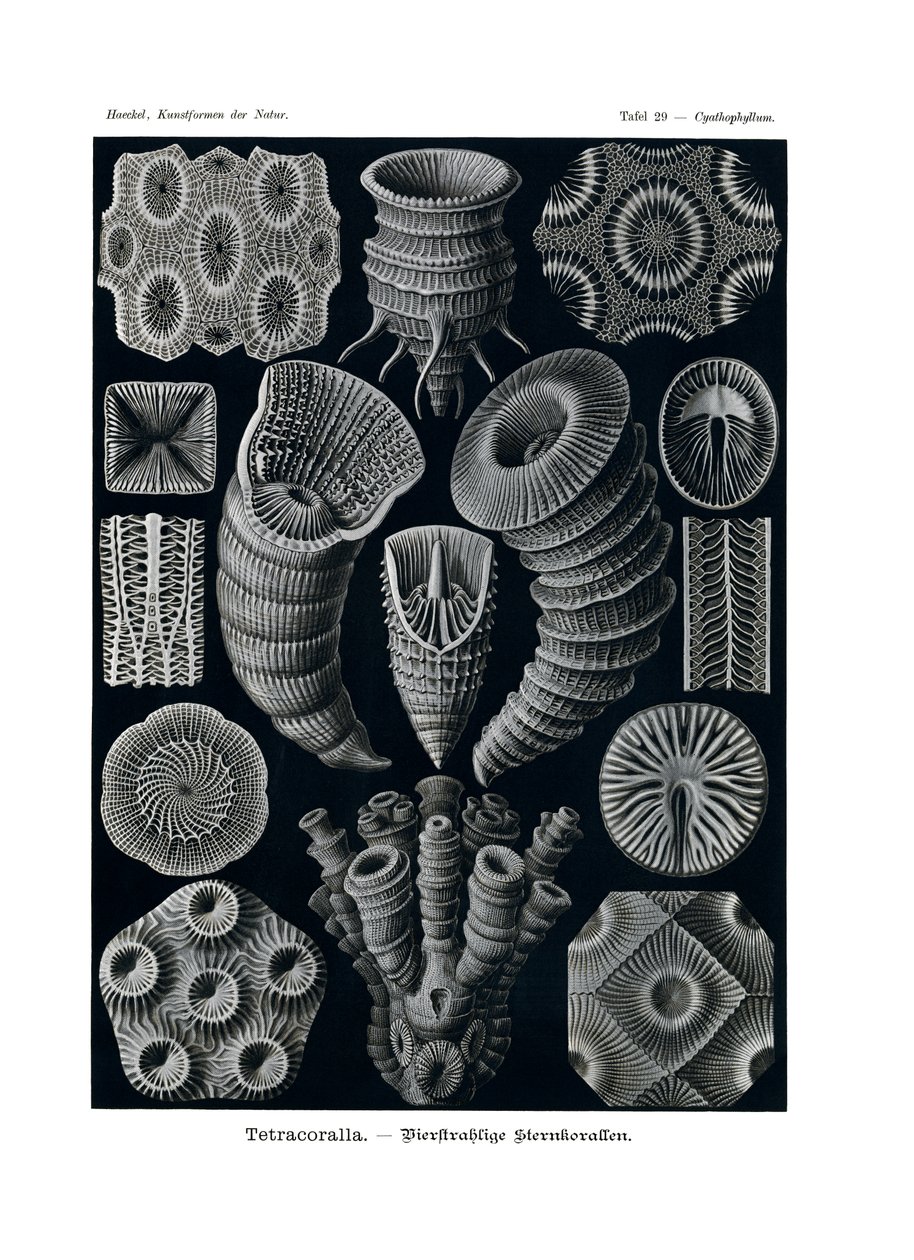 Tetracoralla, 1899-1904 tekijältä German School