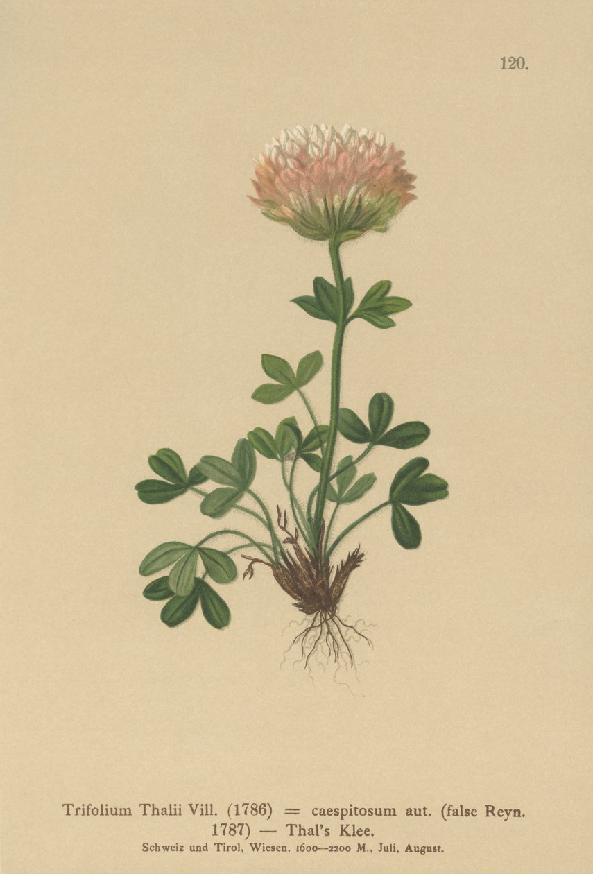 Thals Clover (Trifolium Thalii, Trifolium caespitosum) tekijältä German School