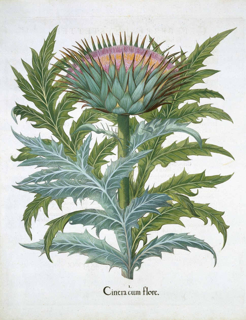 The Cardoon, Basil Beslerin (1561-1629) Hortus Eystettensisistä, pub. 1613 (käsinvärinen kaiverrus) tekijältä German School