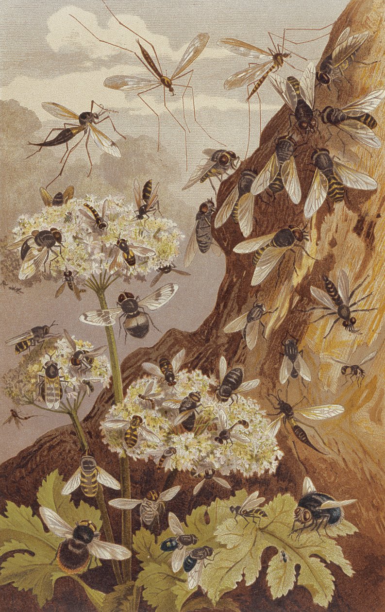 The Dominance of the Flies, levy Brehmin eläinelämästä: General Knowledge of the Animal Kingdom, osa 9, s. 493, julkaissut Bibliographic Institute, 1892 tekijältä German School