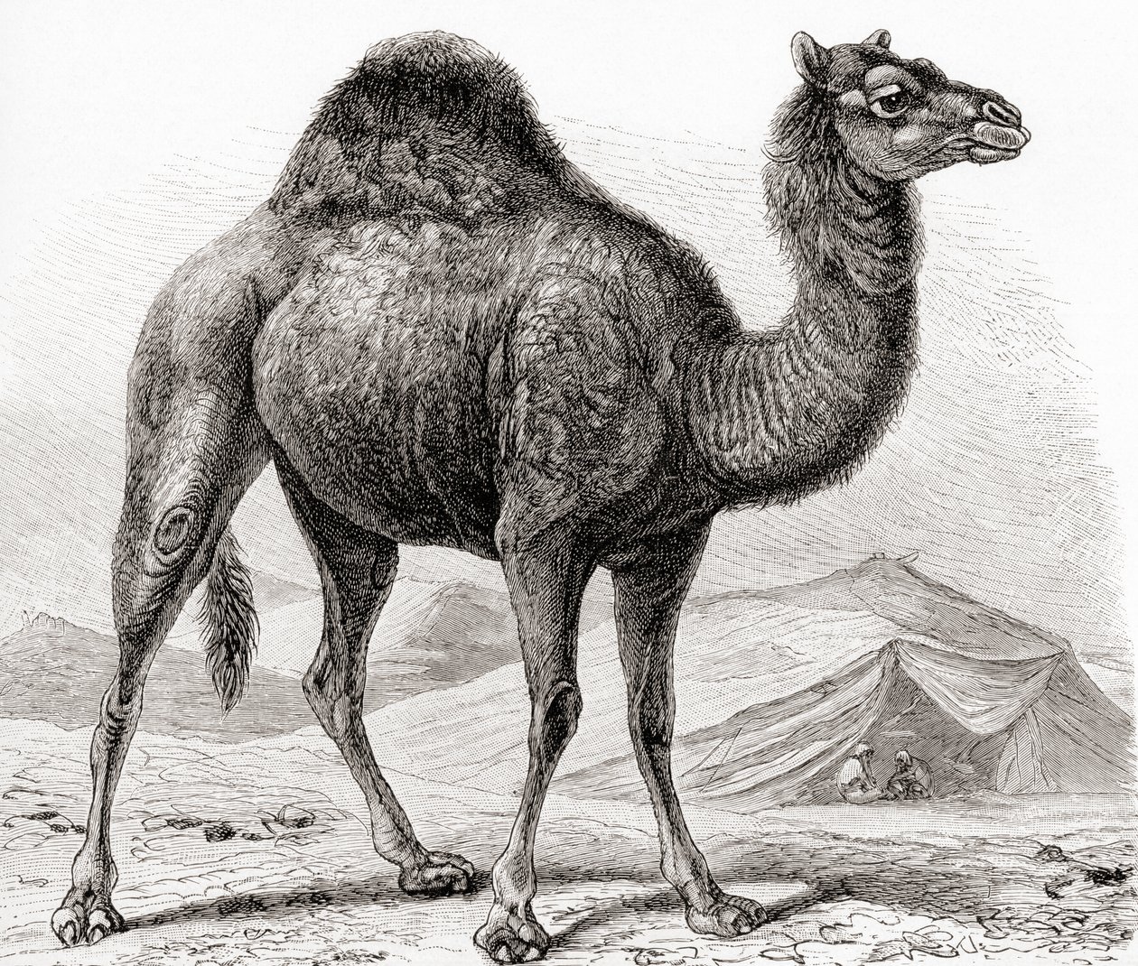 Dromedaari eli arabialainen kameli, julkaisusta 