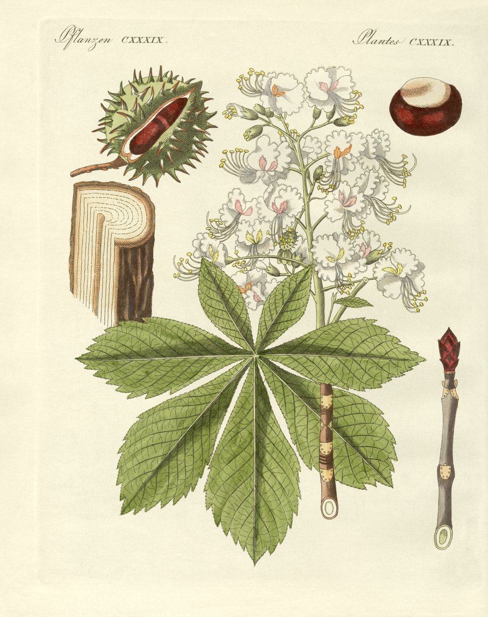 Buckeyes-puu tekijältä German School