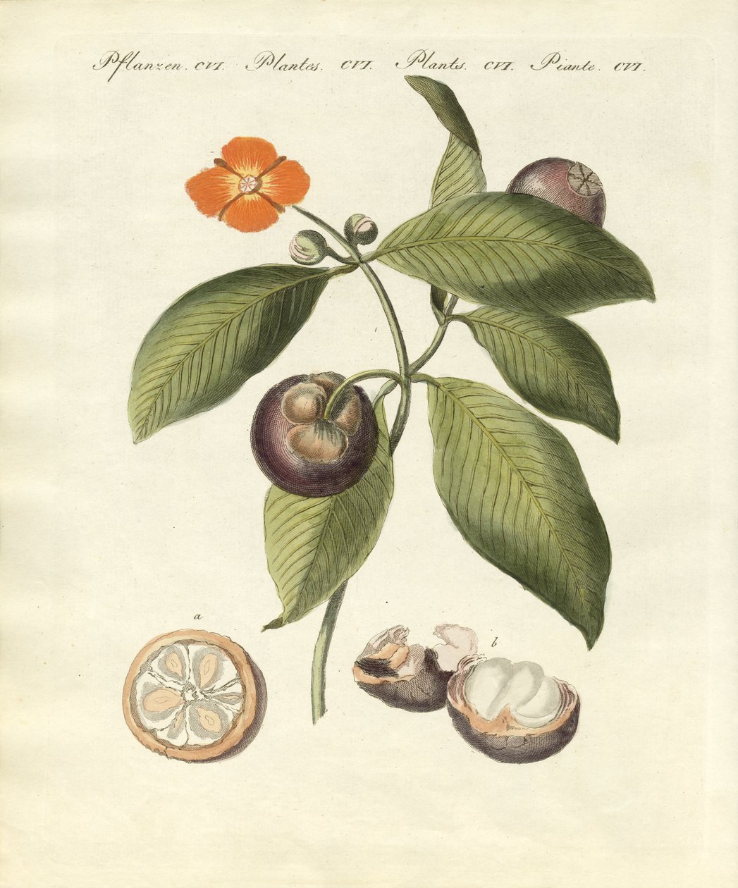 Mangosteen puu (värillinen kaiverrus) tekijältä German School