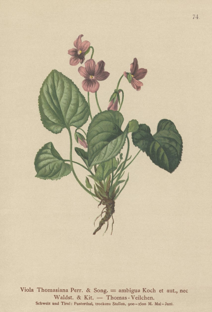 Thomas Pansy (Viola Thomasiana, Viola ambigua) tekijältä German School