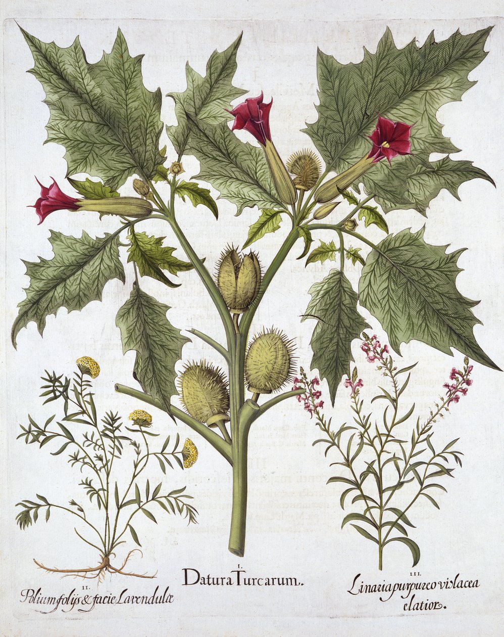 Thorn Apple, Germander ja Purple Toadflax, Hortus Eystettensis, kirjoittanut Basil Besler (1561-1629), pub. 1613 (käsinvärinen kaiverrus) tekijältä German School