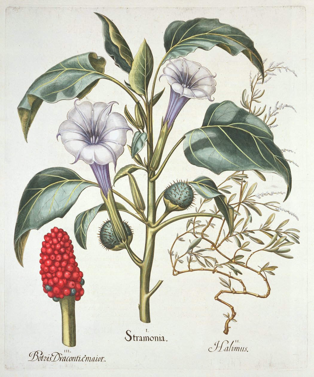 Thorn Apple, Basil Beslerin (1561-1629) Hortus Eystettensisistä, pub. 1613 (käsinvärinen kaiverrus) tekijältä German School