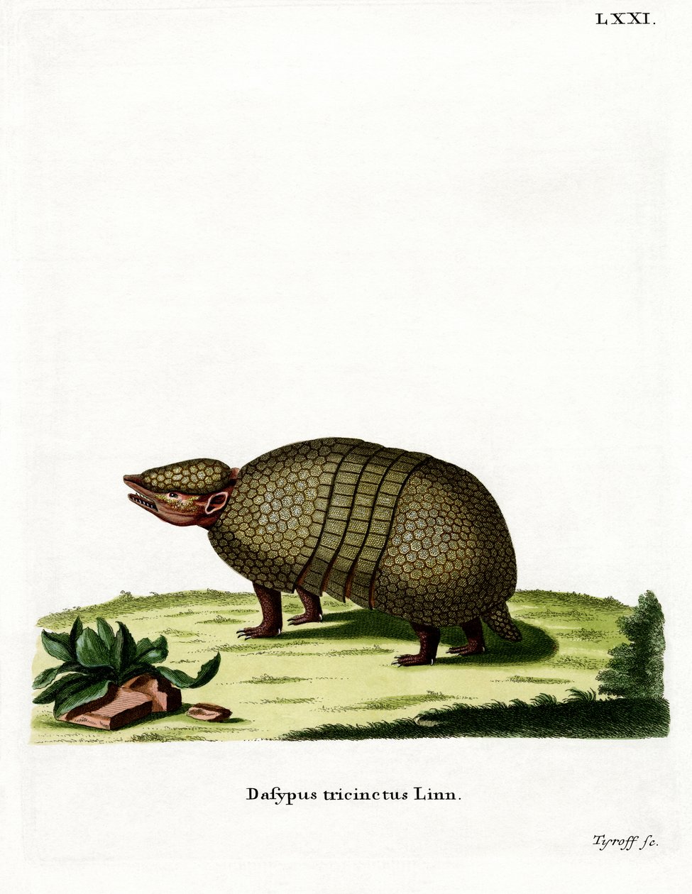 Kolminauhainen armadillo (värillinen kaiverrus) tekijältä German School