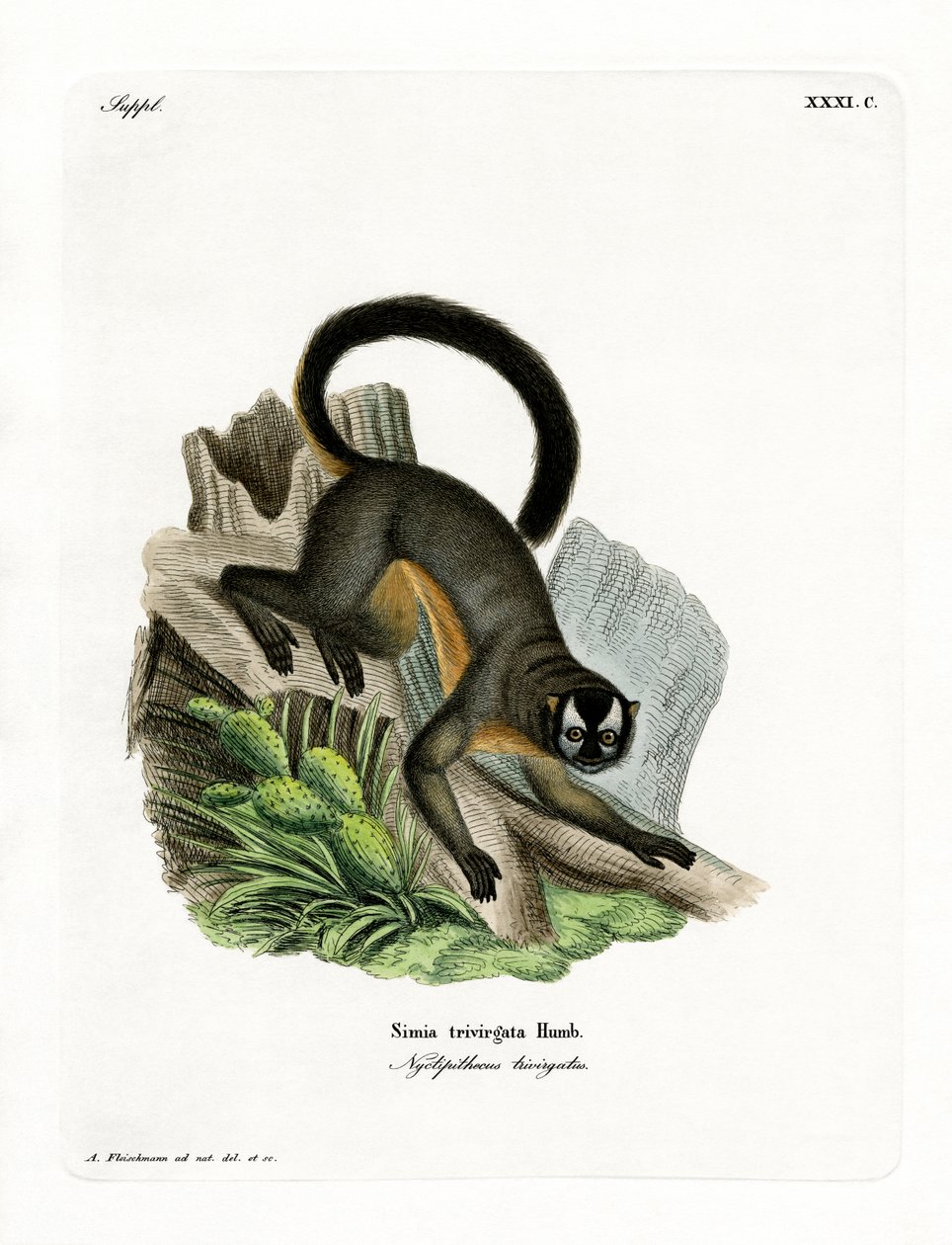 Kolmiraitainen Night Monkey (värillinen kaiverrus) tekijältä German School