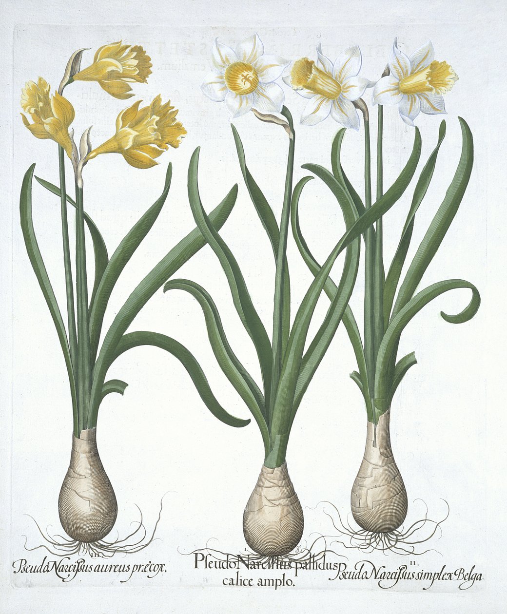 Kolme Pseudo-Narcissi, Hortus Eystettensis, Basil Besler (1561-1629) pub. 1613 (käsinvärinen kaiverrus) tekijältä German School