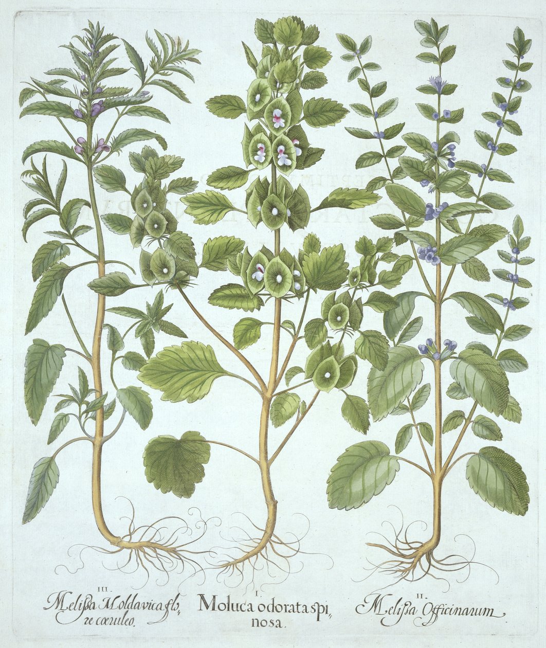 Kolme balsamityyppiä, Hortus Eystettensis, kirjoittanut Basil Besler (1561-1629), pub. 1613 (käsinvärinen kaiverrus) tekijältä German School