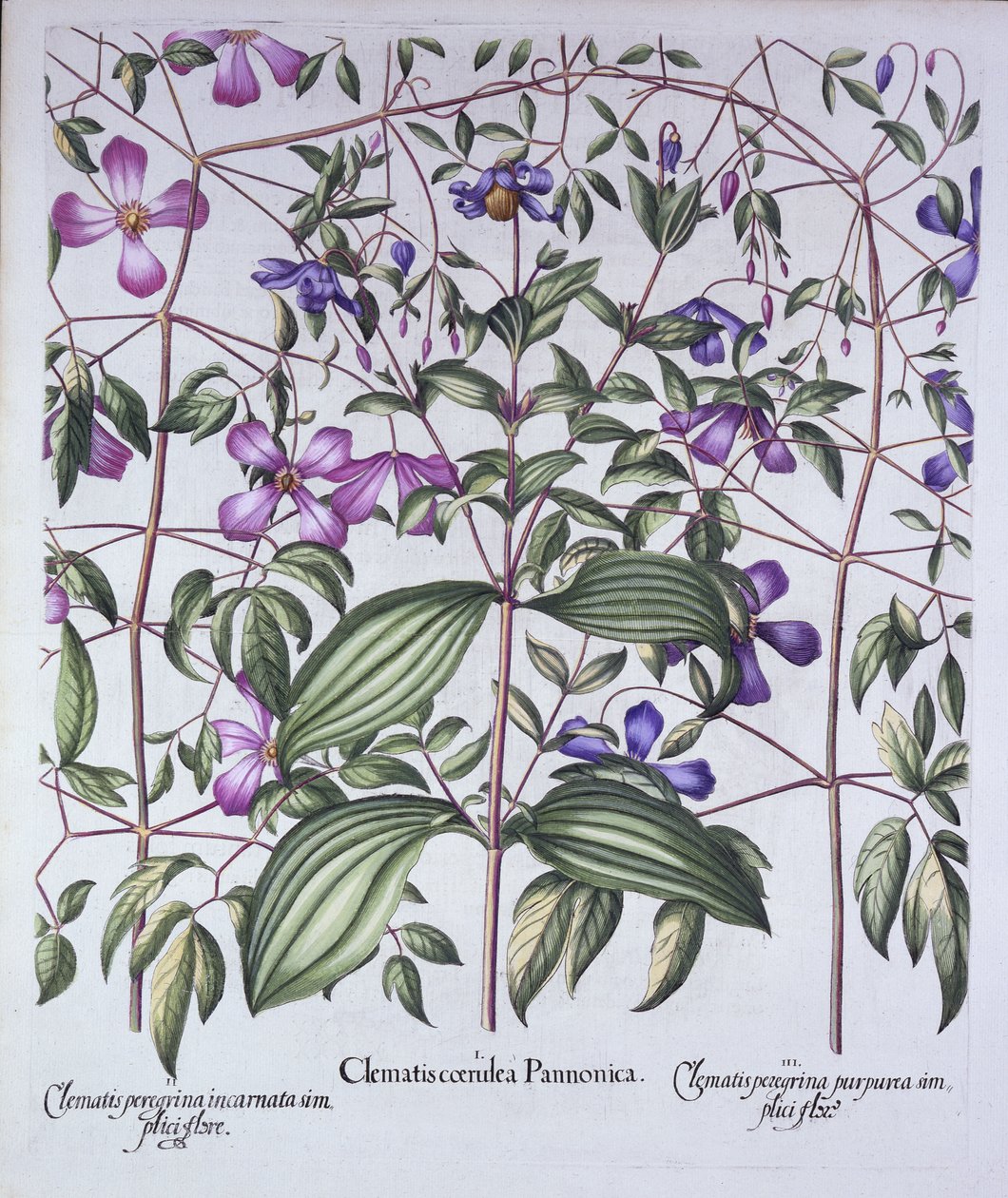 Kolme klematistyyppiä, Hortus Eystettensis, kirjoittanut Basil Besler (1561-1629), pub. 1613 (käsinvärinen kaiverrus) tekijältä German School
