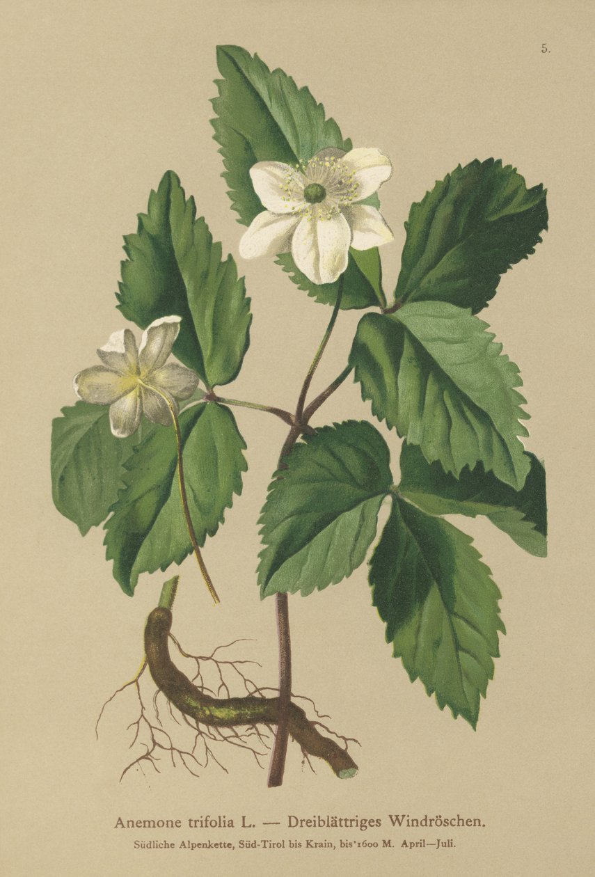 Kolmilehtinen anemone (Anemone trifolia) tekijältä German School