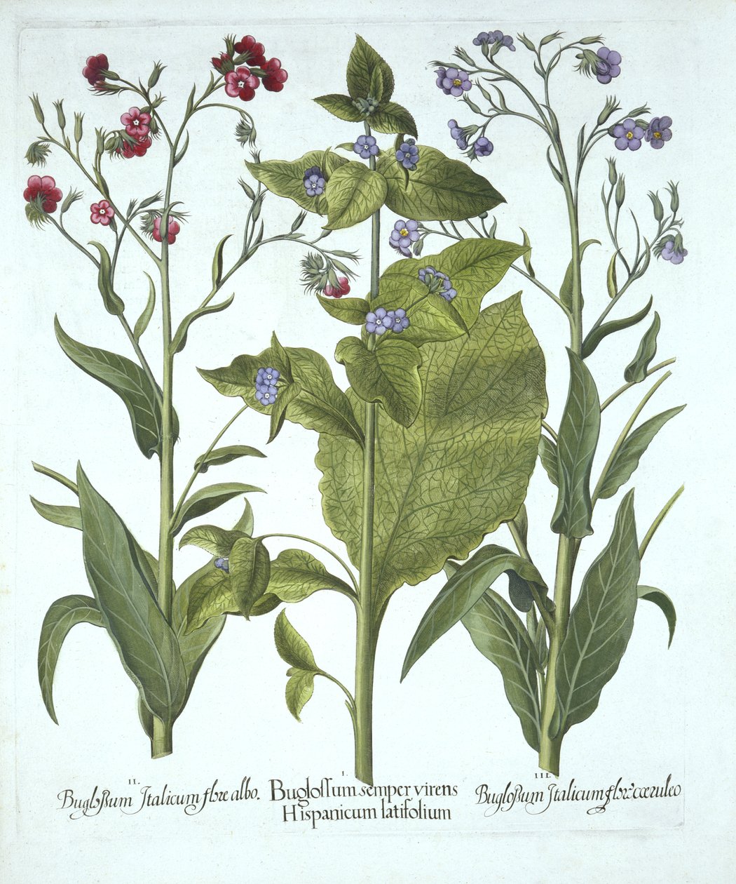 Kolme Bugloss-lajiketta, Hortus Eystettensis, Basil Besler (1561-1629), pub. 1613 (käsinvärinen kaiverrus) tekijältä German School