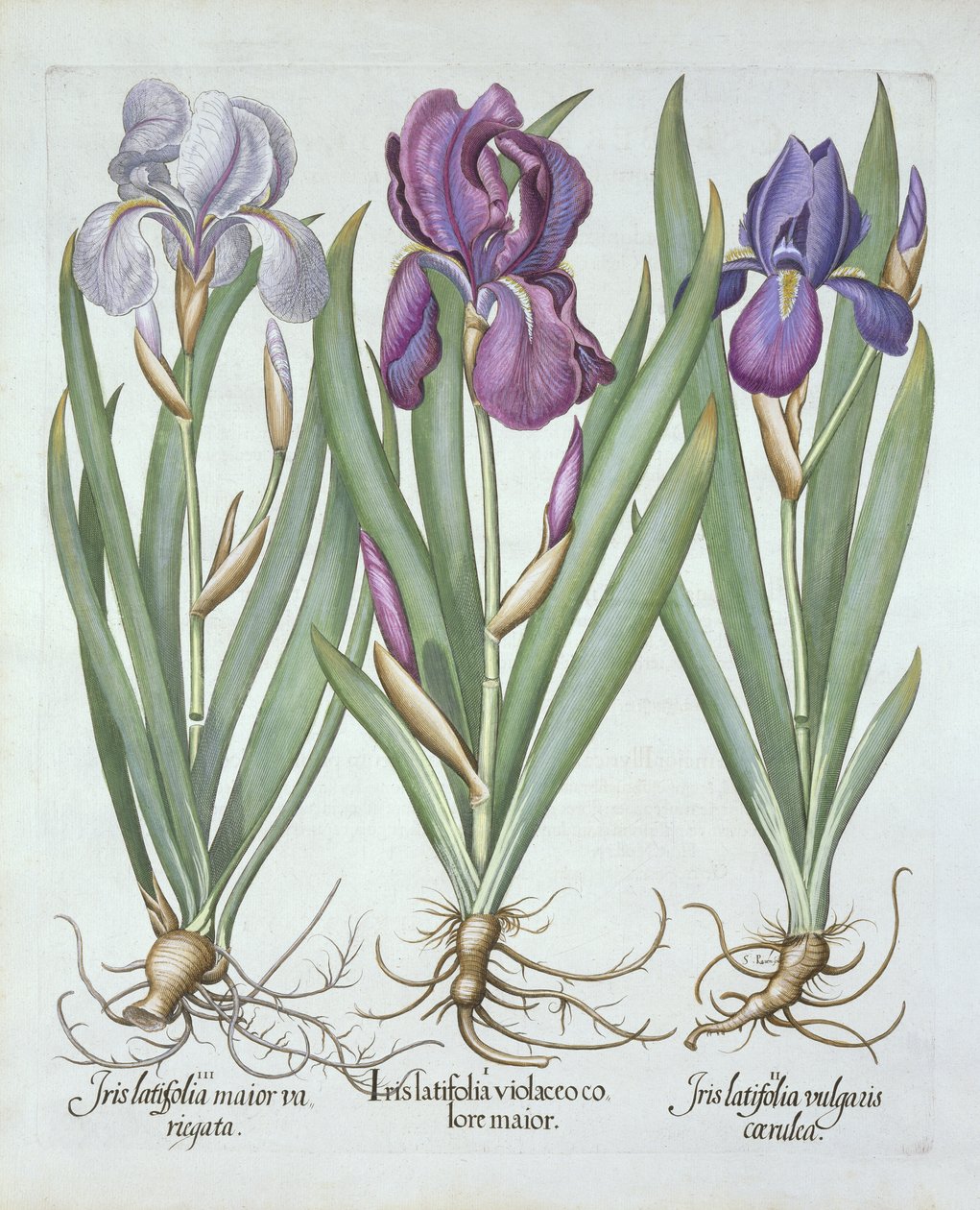 Kolme lajiketta juurakoita parrakkaita iiriksiä, Hortus Eystettensis, Basil Besler (1561-1629) pub. 1613 tekijältä German School