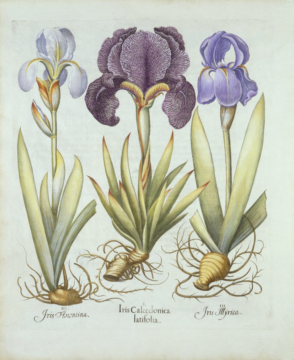 Kolme lajiketta juurakoisia parrattomia iiriksiä, Hortus Eystettensis, Basil Besler (1561-1629) pub. 1613 (käsinvärinen kaiverrus) tekijältä German School
