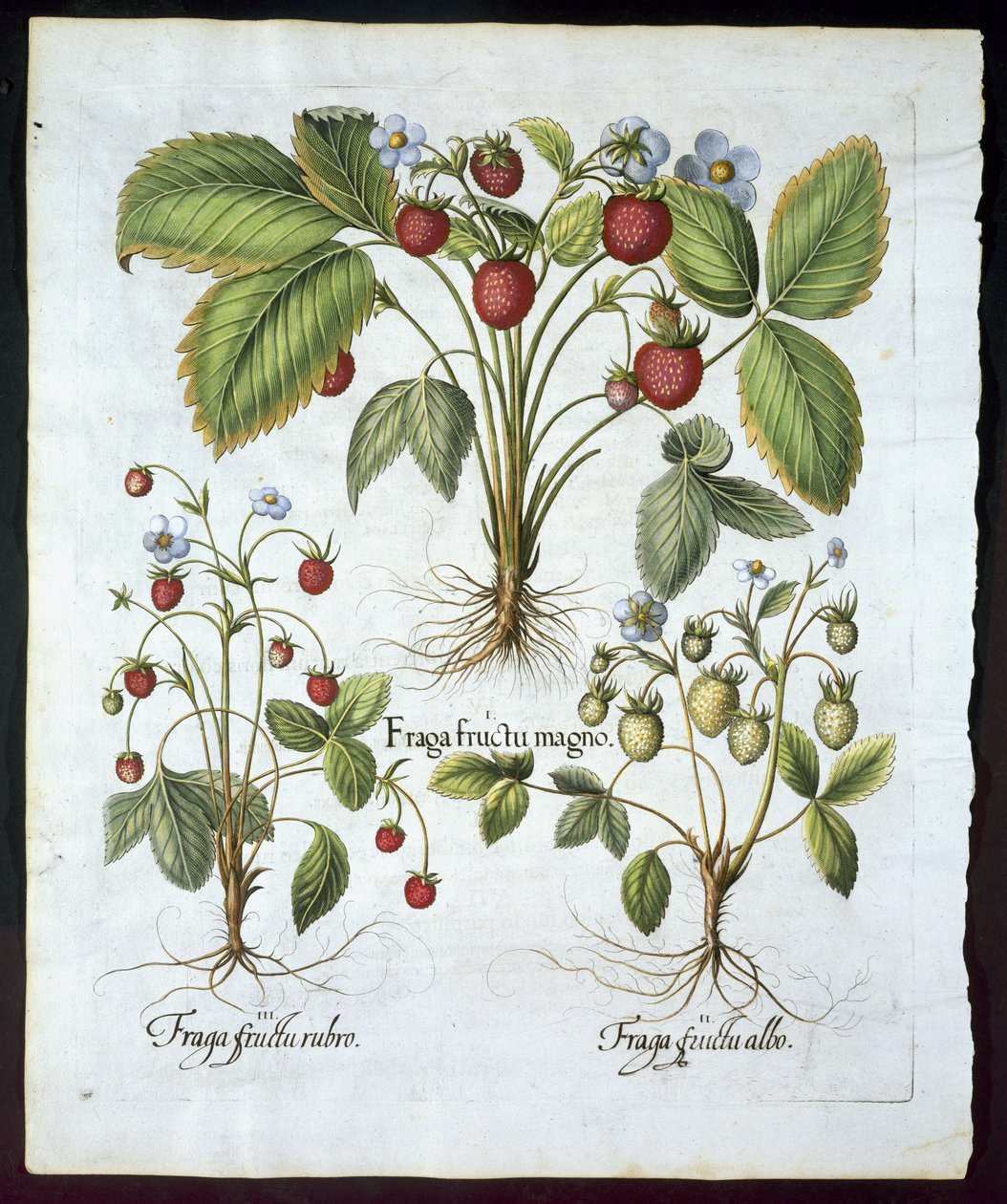 Kolme mansikkalajiketta, lautanen 116, Basil Beslerin (1561-1629) pubista Hortus Eystettensis vuonna 1613 (käsinvärinen kaiverrus) tekijältä German School