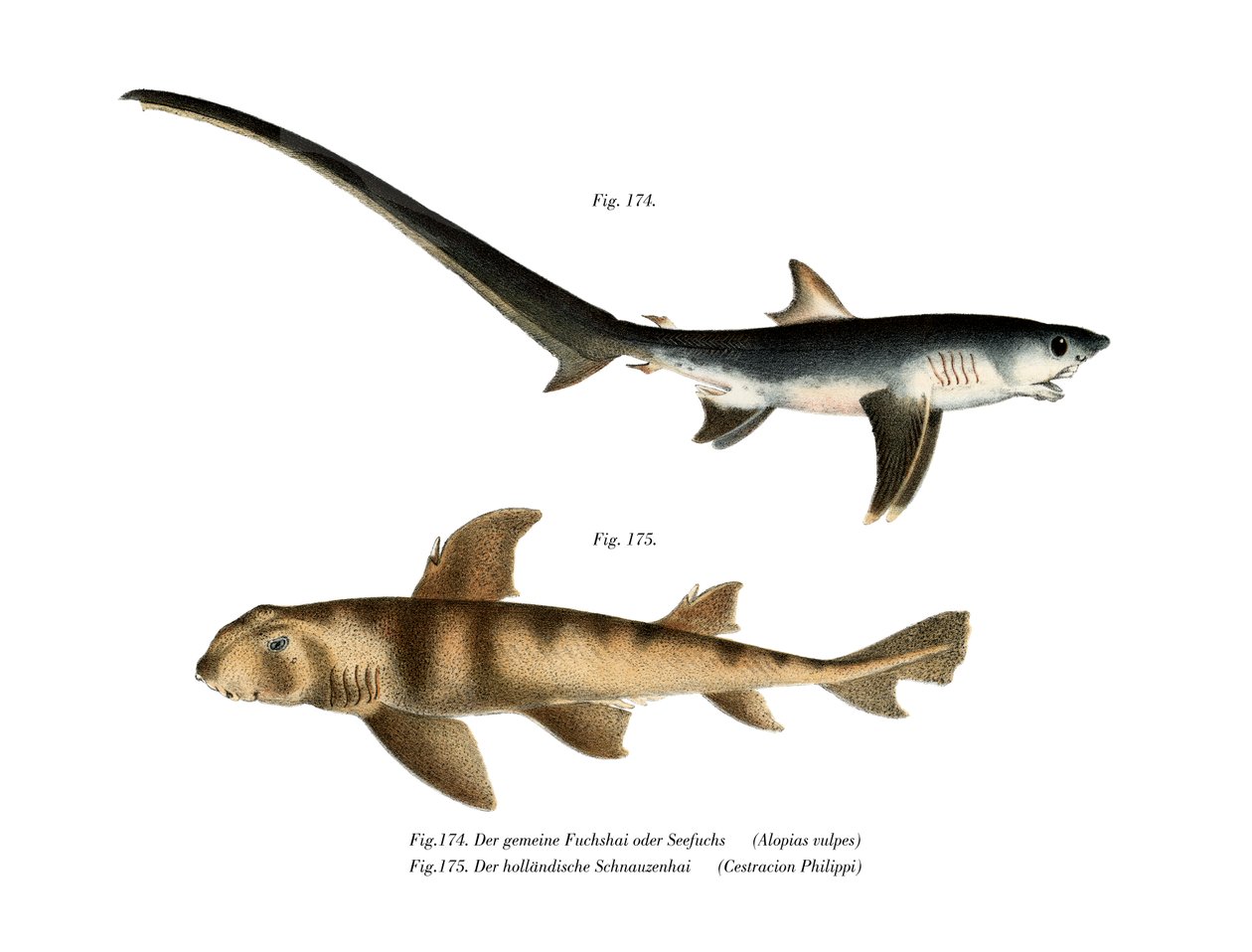 Thresher Shark (väri litho) tekijältä German School
