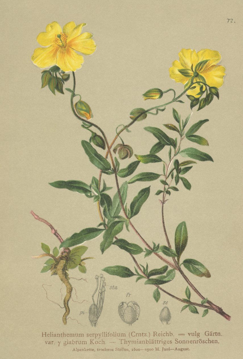 Timjaminlehtinen kiviruusu (Helianthemum grandiflorum, Helianthemum serpyllifolium, Helianthemum vulgaris) tekijältä German School