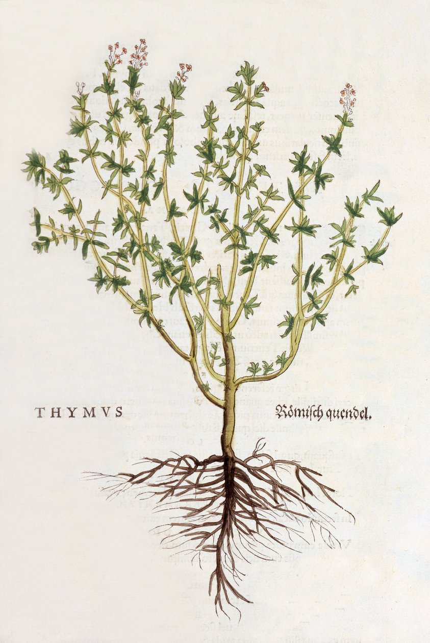 Thymus [timjami], kuvitus Leonhard Fuchsin De historia stirpium commentarii insignesista, julkaistu 1542 (värillinen puupiirros) tekijältä German School