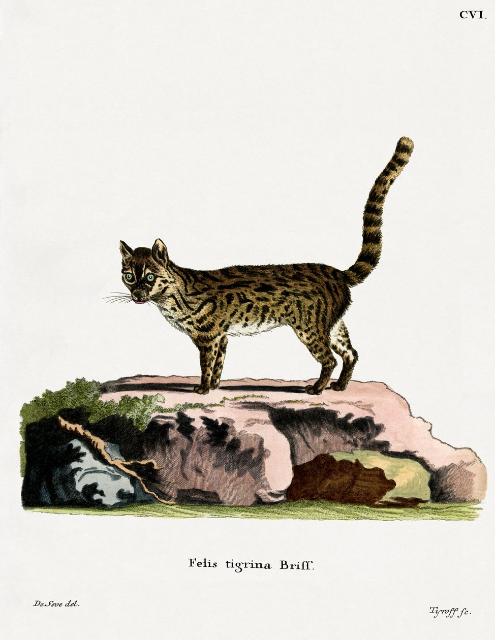 Tiger Cat (värillinen kaiverrus) tekijältä German School