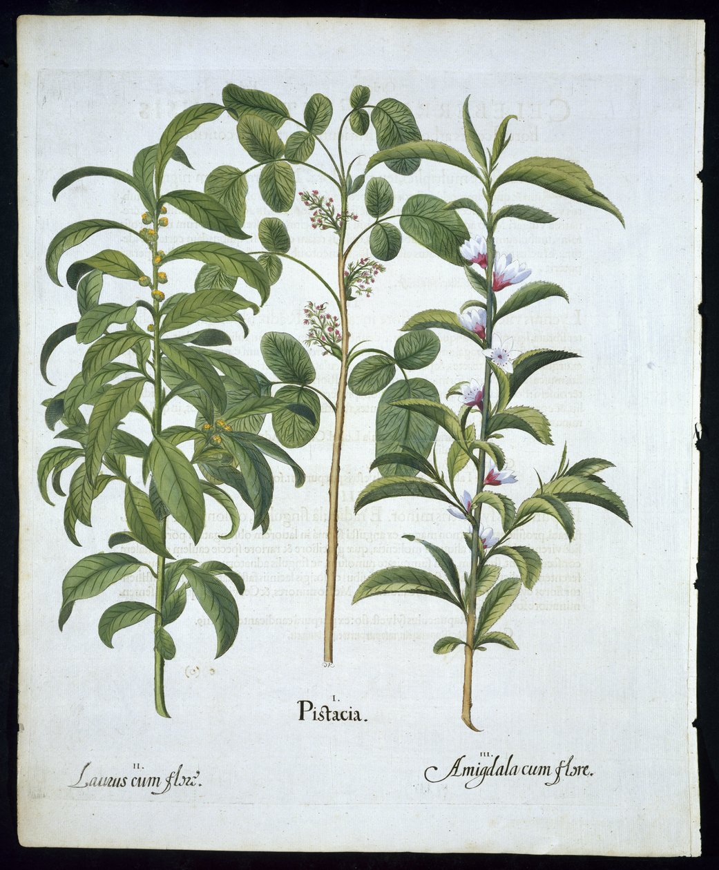 Otsikko: Pistaasipähkinä, laakerit (Laurus Nobilis) ja manteli, levy 6, Hortus Eystettensis, Basil Besler (1561 - 1629) pub 1613 (käsinvärinen kaiverrus) tekijältä German School