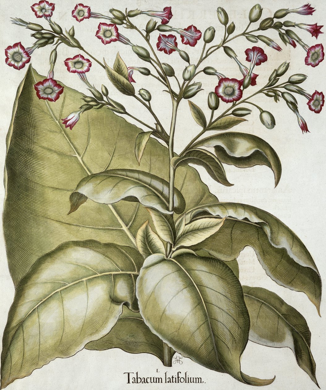 Tupakkakasvi, Basil Beslerin (1561-1629) Hortus Eystettensisistä, pub. 1613 (käsinvärinen kaiverrus) tekijältä German School