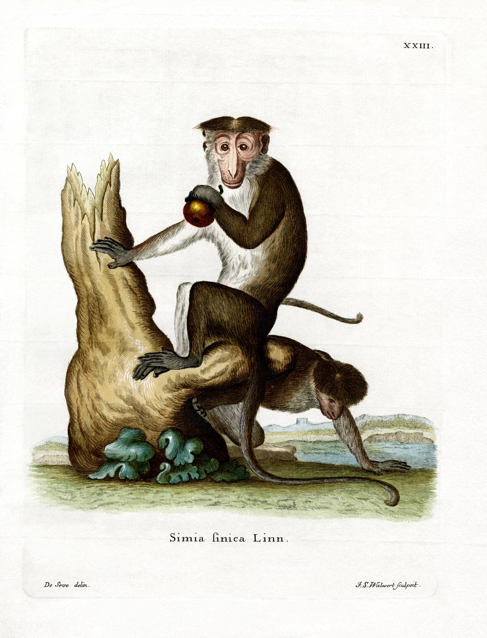 Toque Macaque (värillinen kaiverrus) tekijältä German School