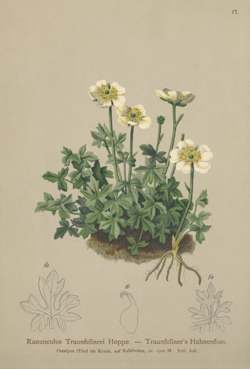 Traunfellners Crowfoot (Ranunculus Traunfellneri) tekijältä German School