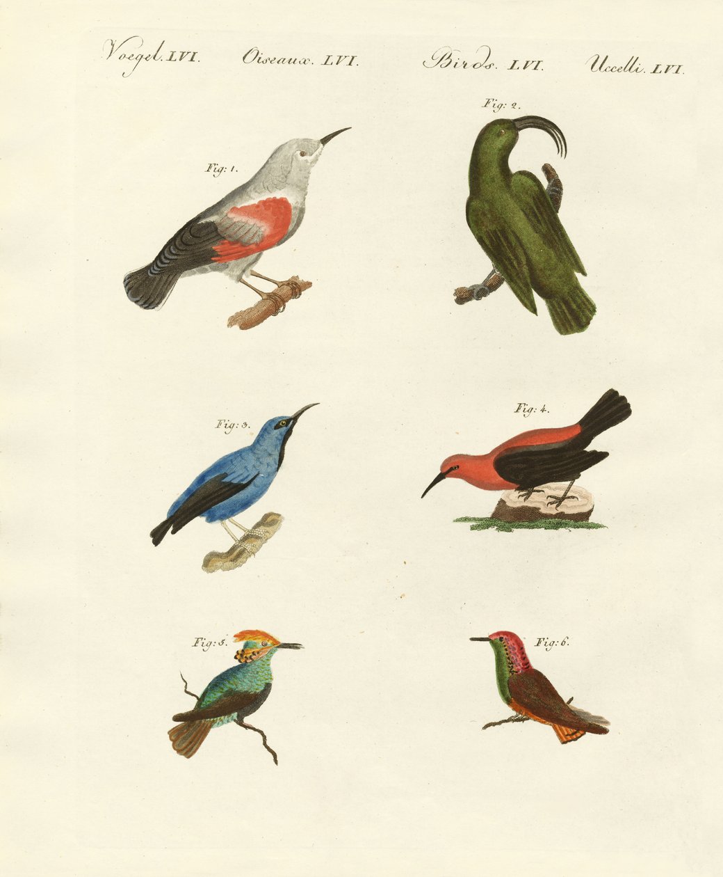Treecreepers ja hummingbirds tekijältä German School