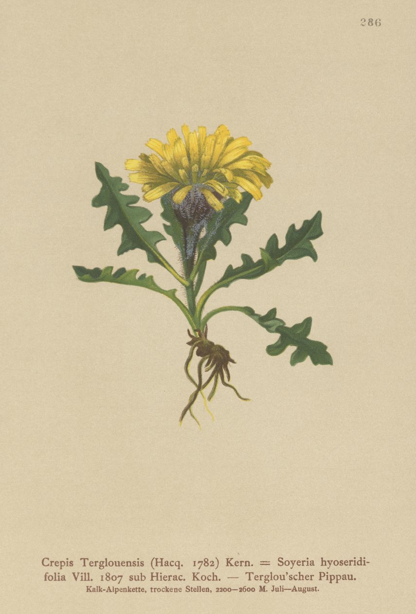 Triglav Hawksbeard (Crepis Terglouensis, Soyeria hyoseridifolia sub Hierac.) tekijältä German School