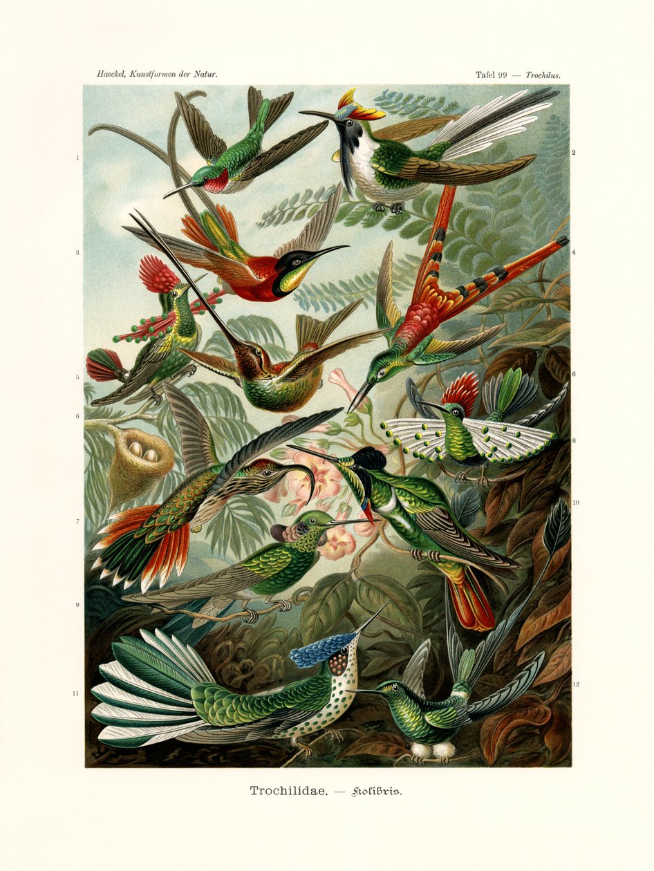 Trochilidae, 1899-1904 tekijältä German School