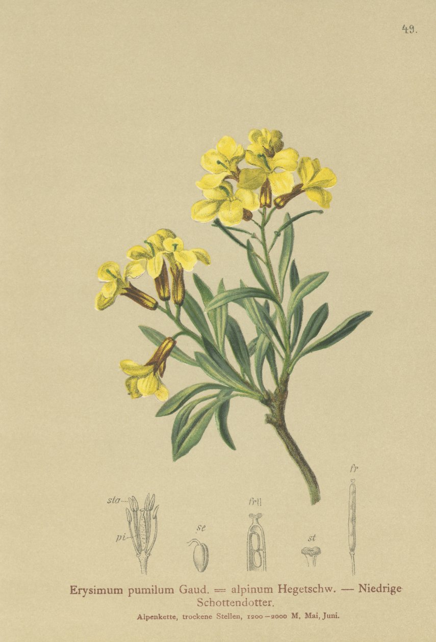 Tuftainen seinäkukka (Erysimum pumilum, Erysimum alpinum) tekijältä German School