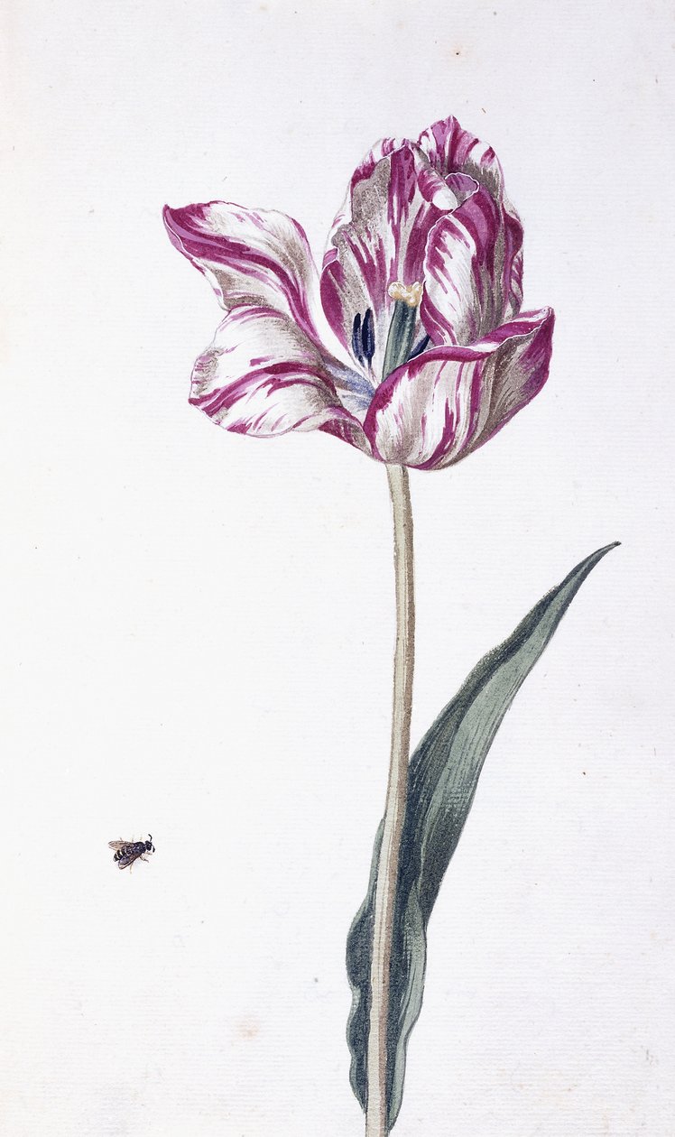 Tulppaani ja mehiläinen, 1700-luku tekijältä German School