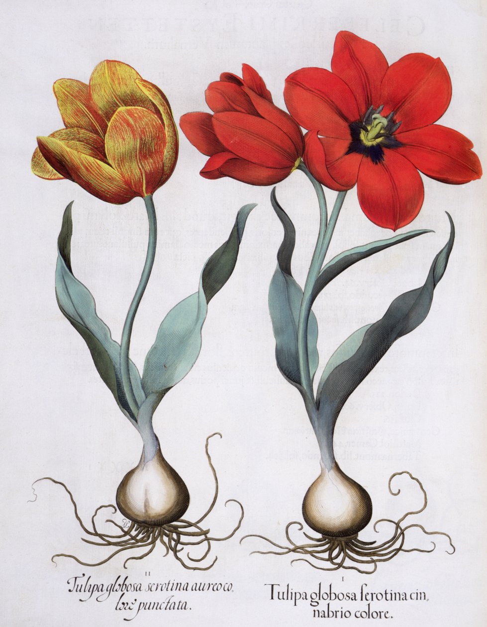 Tulppaanit: 1. Tulipa globosa serotina cinnabrio väri; 2. Tulipa globosa serotina aureo color punctata, Basil Beslerin (1561-1629) Hortus Eystettensisistä, pub. 1613 tekijältä German School