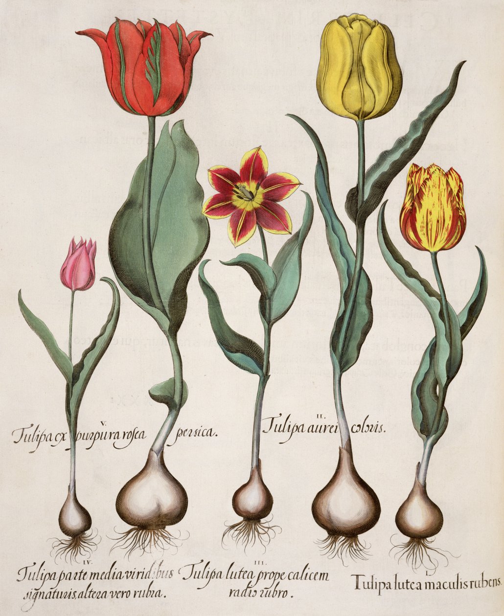 Tulppaanit: 1. Tulppaani keltainen punaisilla täplillä; 2. Tulppaanin väri 3. Keltainen tulppaani, jossa on punainen säde maljan lähellä; 4. Tulppaani toisella puoliskolla vihreillä allekirjoituksilla ja toisella punaisella; 5. Tulppaanipurppuranpunaiset p tekijältä German School