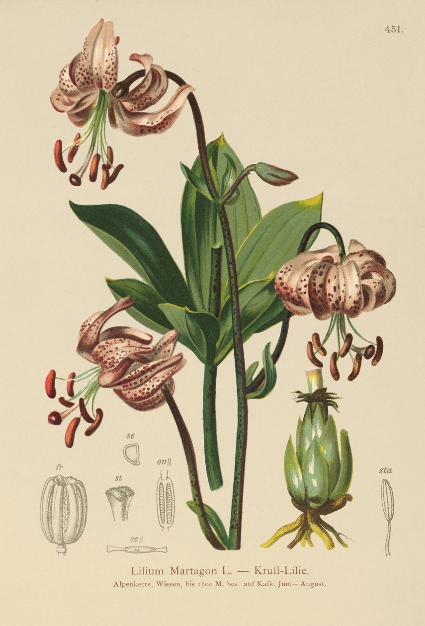 Turks Cap Lily (Lilium Martagon) tekijältä German School