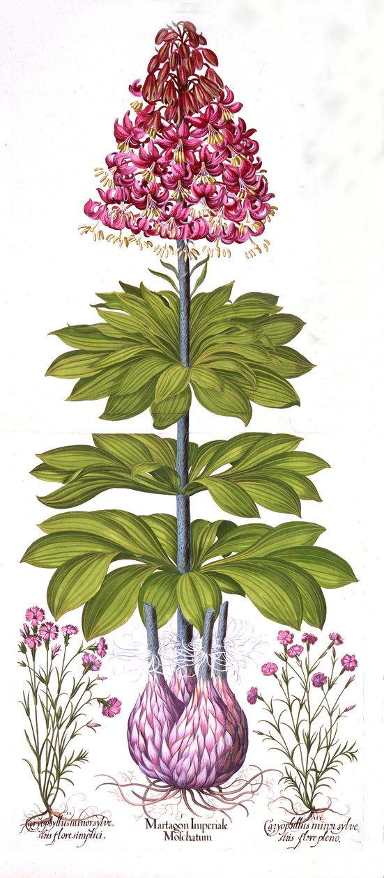 Turks Cap Lily ja Dianthus, Hortus Eystettensis, kirjoittanut Basil Besler (1561-1629), pub. 1613 (käsinvärinen kaiverrus) tekijältä German School