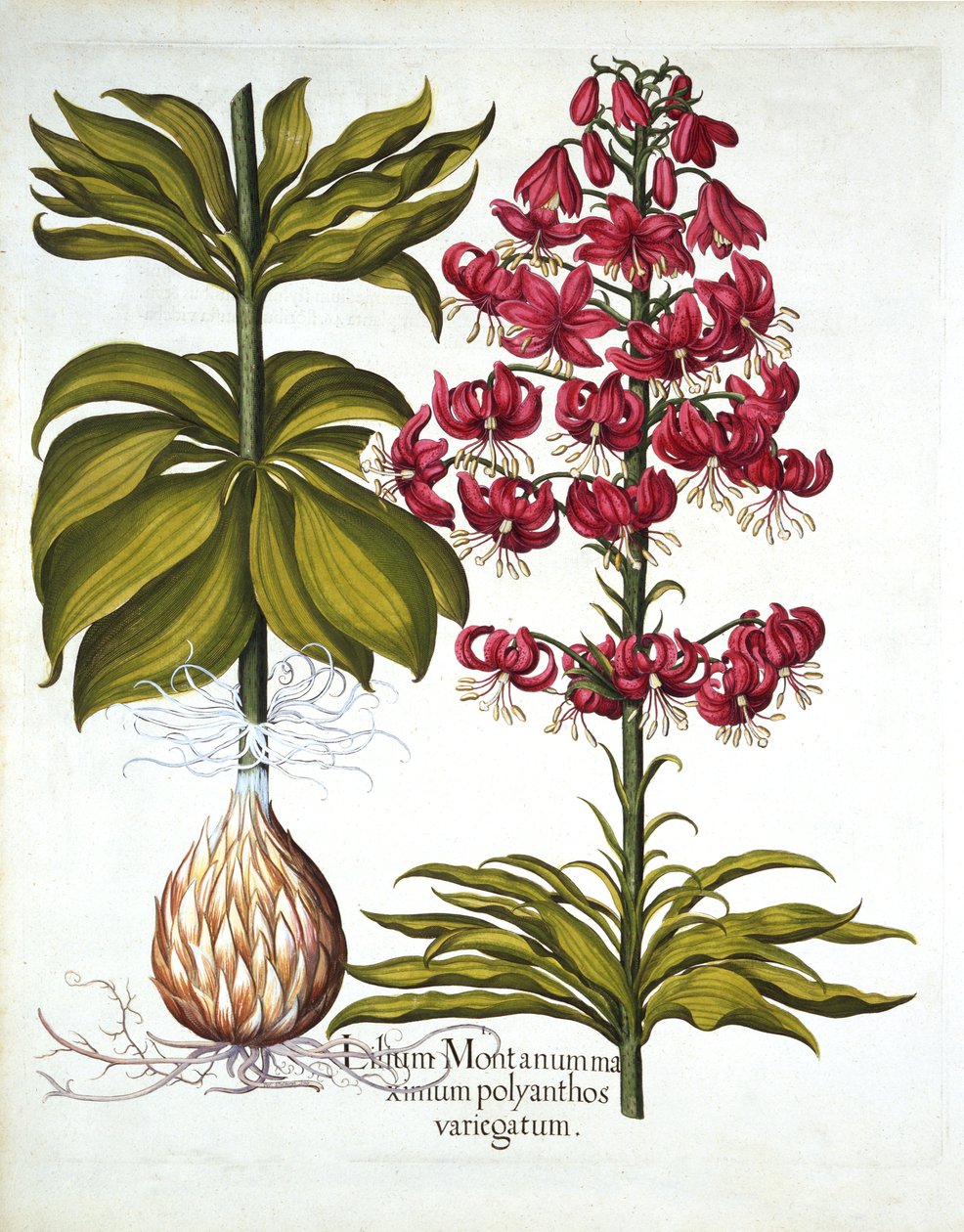 Turks Cap Lily, Hortus Eystettensis, kirjoittanut Basil Besler (1561-1629), pub. 1613 (käsinvärinen kaiverrus) tekijältä German School